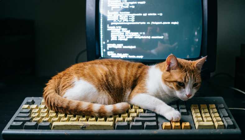Cat-like coding